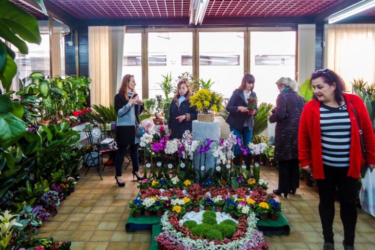 “Izložba cvijeća” od petka u Prvoj fazi Instituta – na poklon gradu 30 stabala mimoze