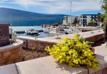 Fotkamo mimozu – nagradni konkurs do 4. marta