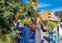 Dosta mimoze na fešti za prodaju, a jedno stablo i za berbu