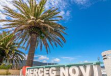 Surlaš u Novom destregao 95% palmi sa javnih površina: Građani zasadili pet, a grad tri