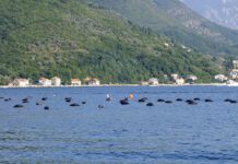 Uzgajališta školjki u Jošicama i Brgulima na tenderu