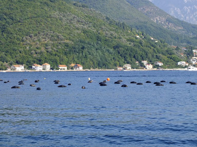 Uzgajališta školjki u Jošicama i Brgulima na tenderu