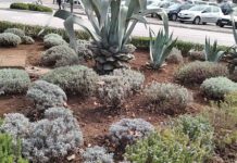 Uređeni skverovi na više lokacija u gradu