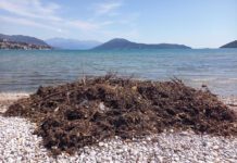 Čiste plaže od murave: Bez nje ne bi bilo ljekovitog blata