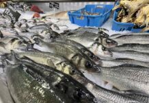 U zalivu malo ribe, a vanka se nema rašta ići