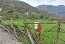 “Zeleno svjetlo” za agrobudžet od 75 miliona eura