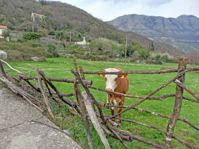 “Zeleno svjetlo” za agrobudžet od 75 miliona eura