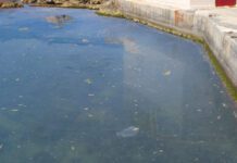 Analaza Instituta za biologiju mora: Nema zagađenja