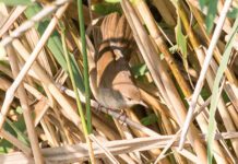 Nova vrsta ptica: Veliki cvrčić sa Sutorinske rijeke