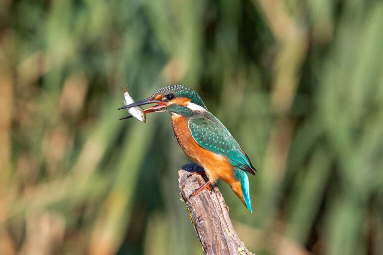 Foto safari sa Sutorinske rijeke: Vodomar