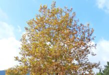 Kraj ljeta, stigla nam je jesen