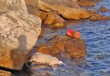 Iz mora na Savini izvučen mrtav pas