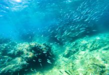 Oprezno s konzumiranjem sirove ribe zbog parazita anisakis