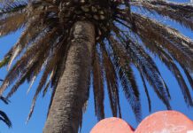 Svi opet sade kanarske palme, Opština Herceg Novi kaže još nije vrijeme