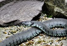 Kada izmile zmije: Danima vozio zmiju u motoru auta