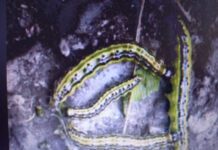 Opet azijska gusjenica prijeti zasadima šimšira na sjeveru i jugu