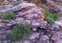 Motar – zanemarena biljka: Spasavala pomorce, odličan čuvar imuniteta, zdrava i ukusna