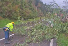 Bez većih problema zbog “narandžastog” alarma, vjetar oborio dva drveta