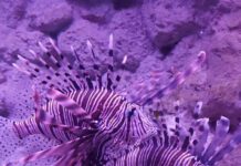 Evidentirano još šest jedinki orovne ribe lav