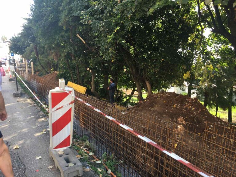 NVO EkoKulMedia: Divlja narandža nestaje iz srca Herceg Novog