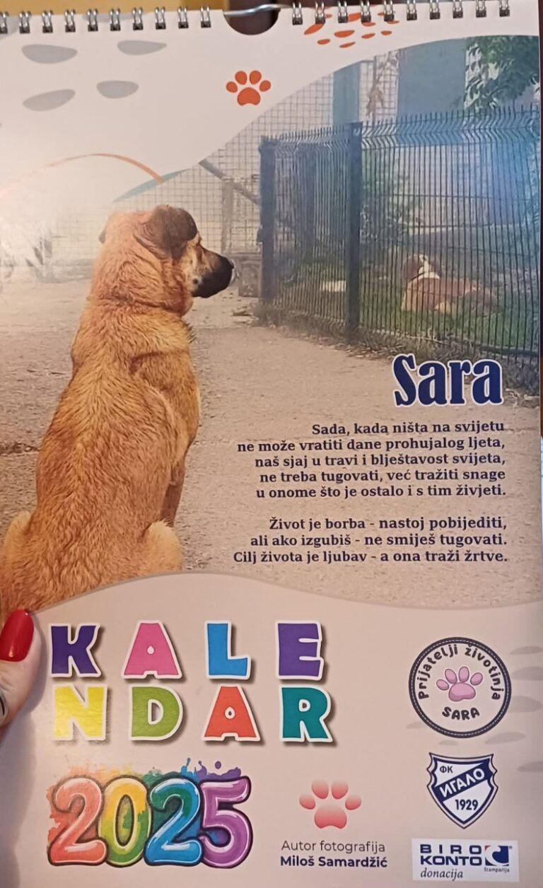 Kalendari NVO “Sara” u prodaji: Kupovinom pomažete napuštenim psima