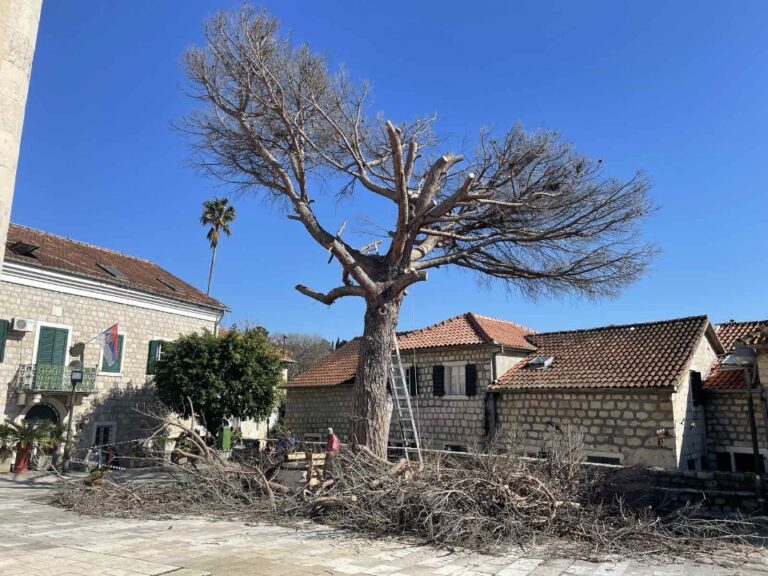 Drugo, ogoljeno lice novske Belaviste: Posječena i osušena pinija