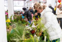 Tradicionalna Izložba cvijeća na 57. Prazniku mimoze