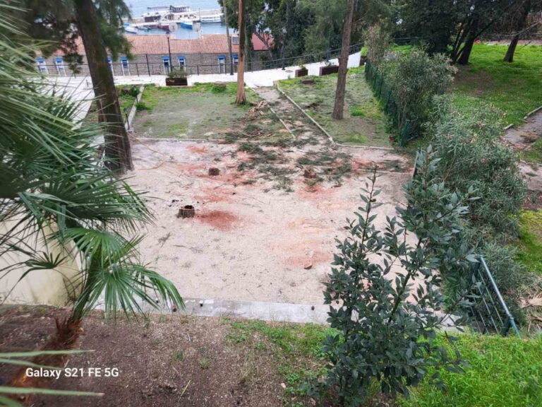 NVO EkoKulMedia: Sječa kedrova, “prst u oko” Novljanima