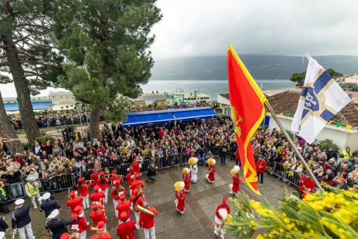 Berba mimoze - foto Zvezdana Vuksanovic (6)