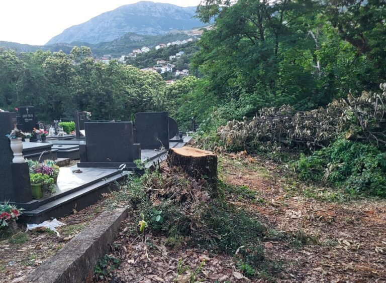 NVO Ekološko društvo Boke kotorske: Sječa stogodišnjeg hrasta u Savinskoj dubravi